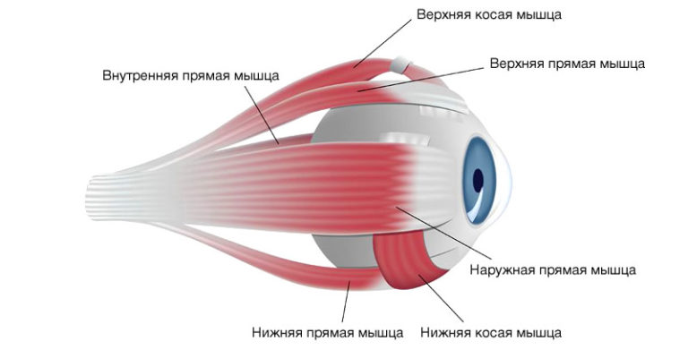 Картинки для тренировки глазных мышц